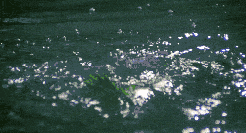 Water surface with light reflecting off gentle ripples and Kermit the Frog floating near the center