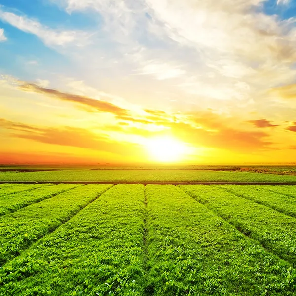Paisaje de granja con sol en el fondo