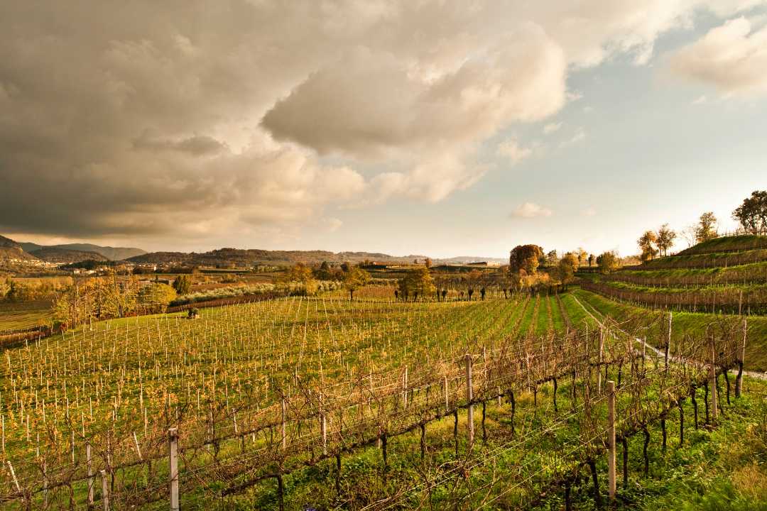 Vinmarker i Franciacorta, Lombardia – kjent for Italias beste musserende vin
