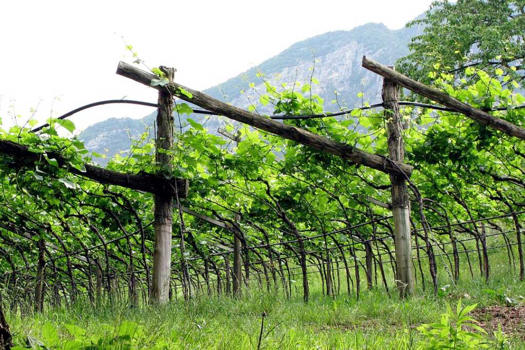 Vinmarker i Trentino dyrket i pergola-stil – tradisjonell metode som gir skygge og jevn modning