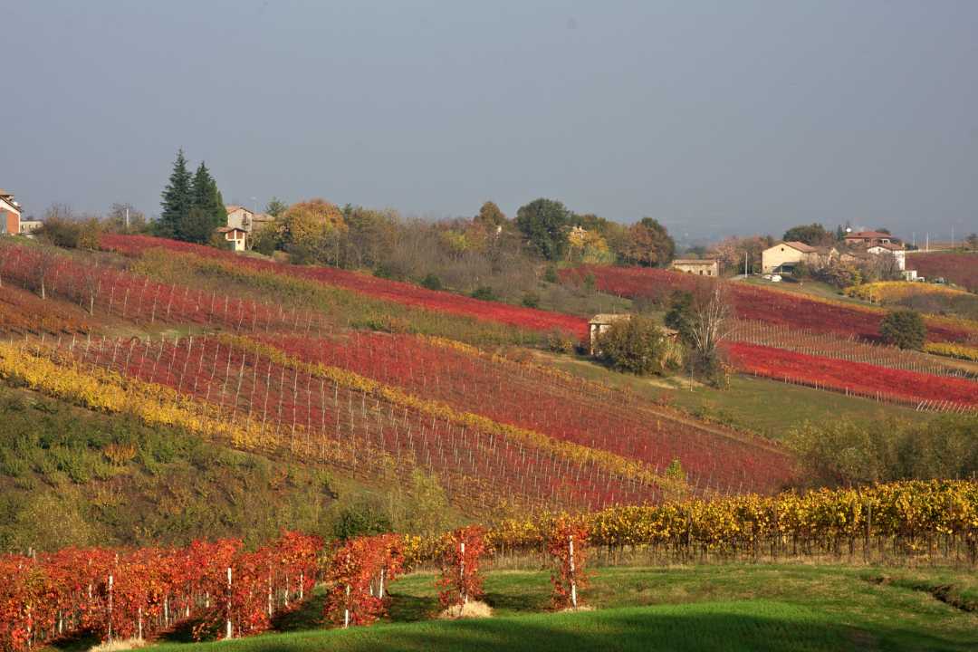 Vinmarker i Emilia-Romagna om høsten – hjemlandet til Lambrusco