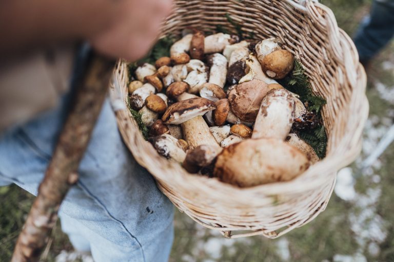 Forage in the woods