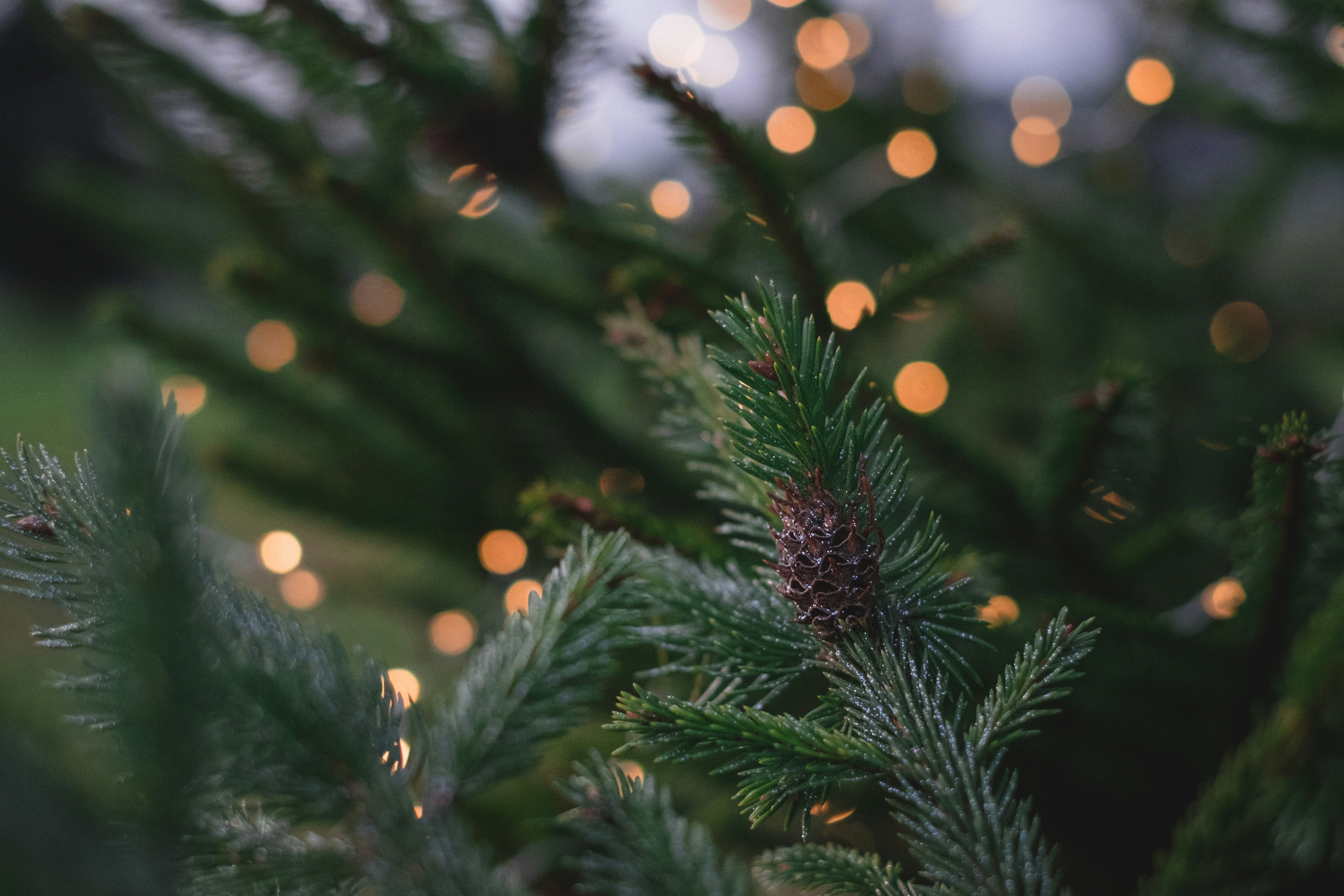 A Saragano Christmas Celebration