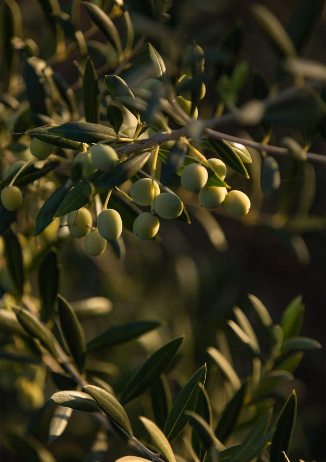 Sonmo Experiences — Discover Mallorca’s Organic Heritage