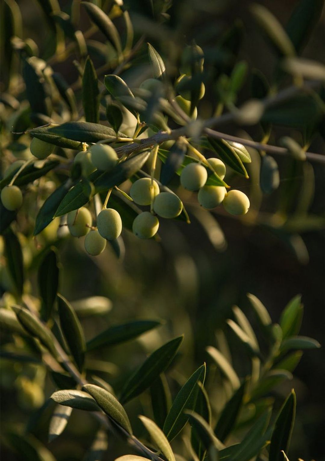 Sonmo Experiences — Discover Mallorca’s Organic Heritage