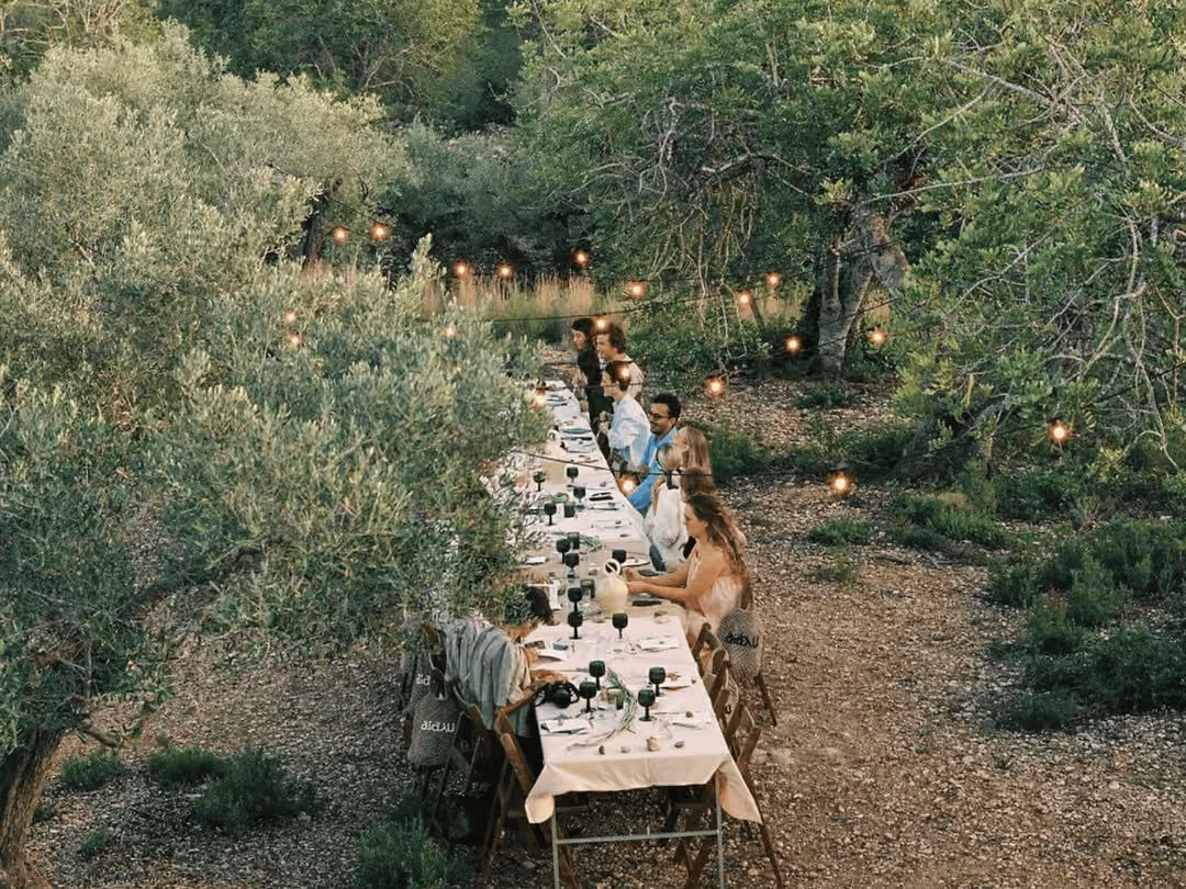 Olive Harvest