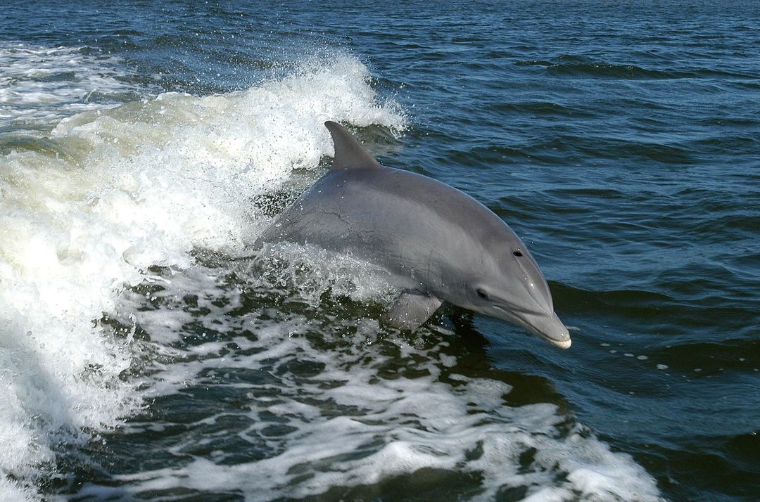 Sunset Dolphin Watching Tour