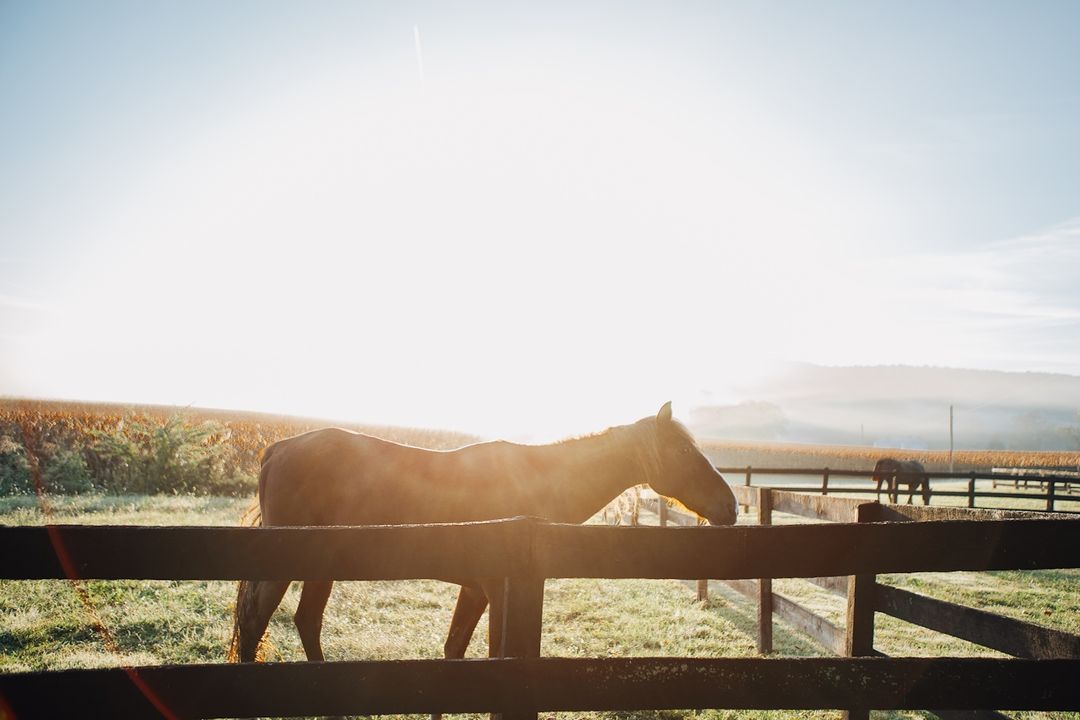 Horse Riding