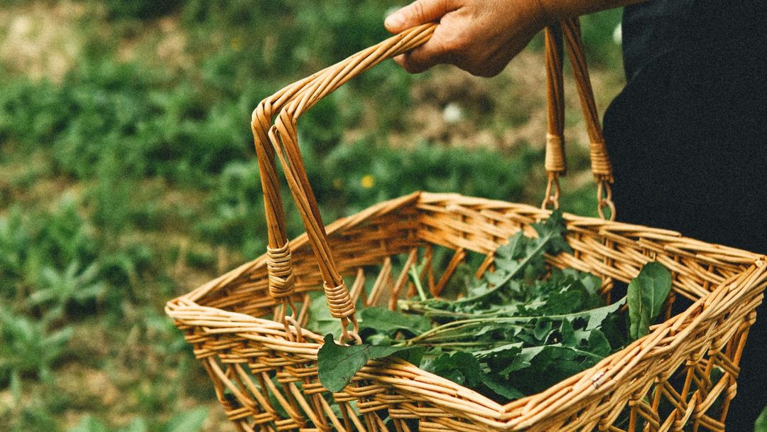The Seasonal Table - Forage in the woods with lunch
