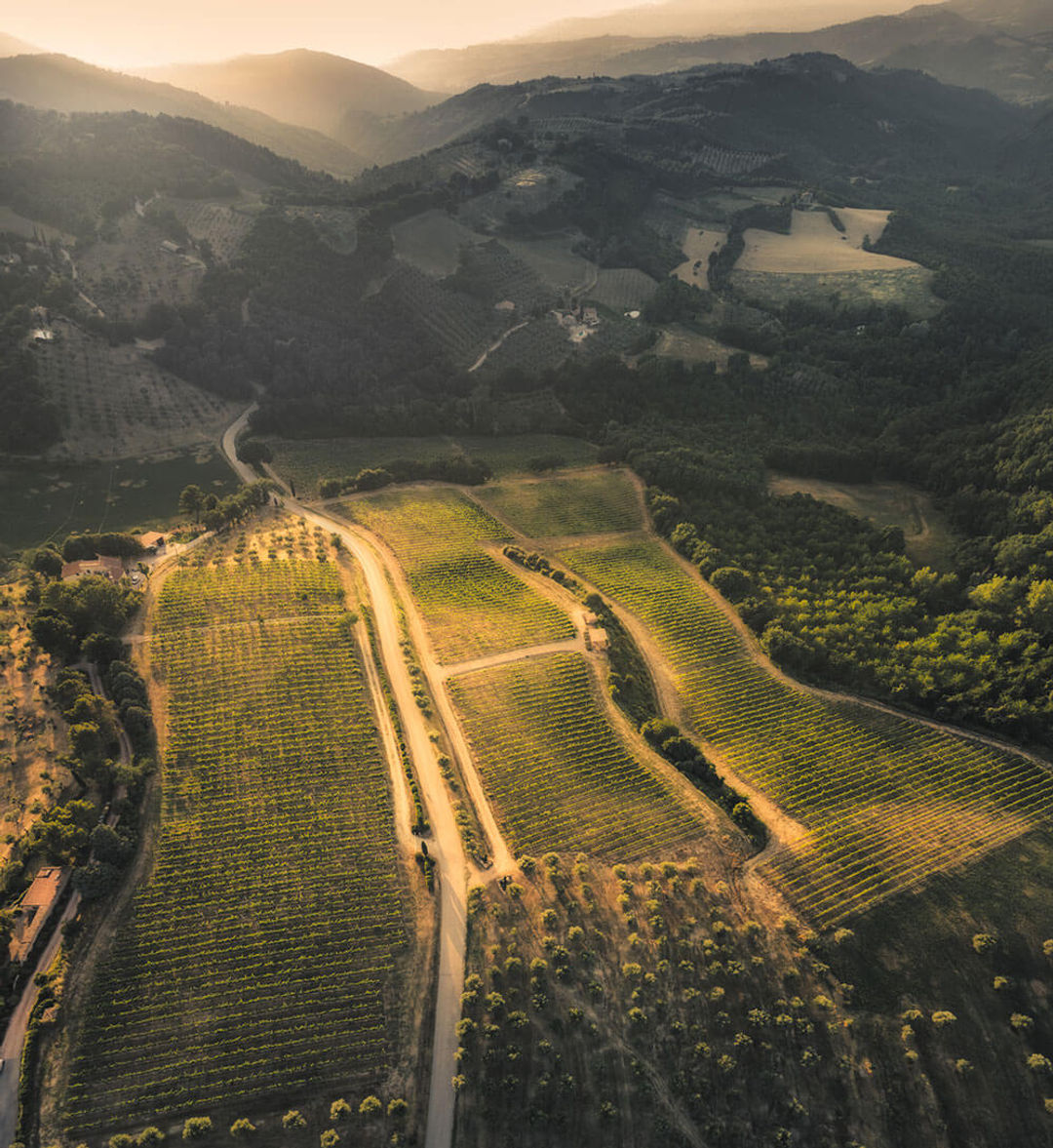 Wine Tasting - Cantina di Tenuta di Saragano
