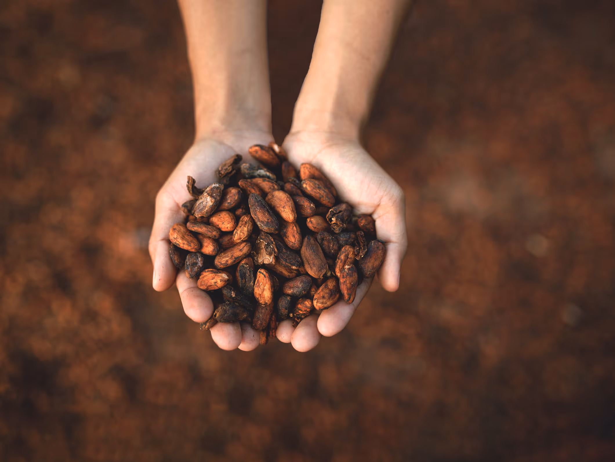 Cacao latinoamericano, seleccionado artesanalmente