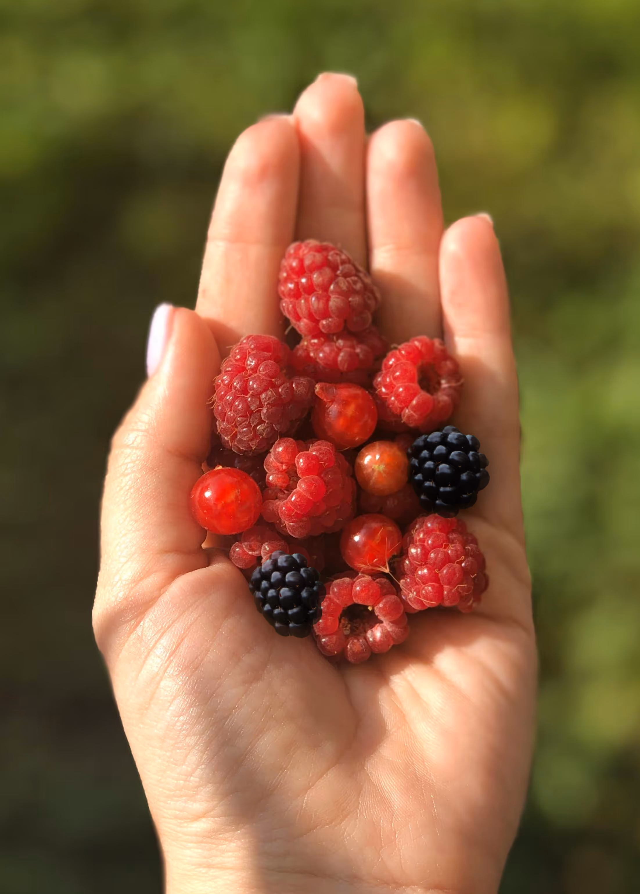 Frutos rojos patagónicos, cosechados a mano y de sabor intenso