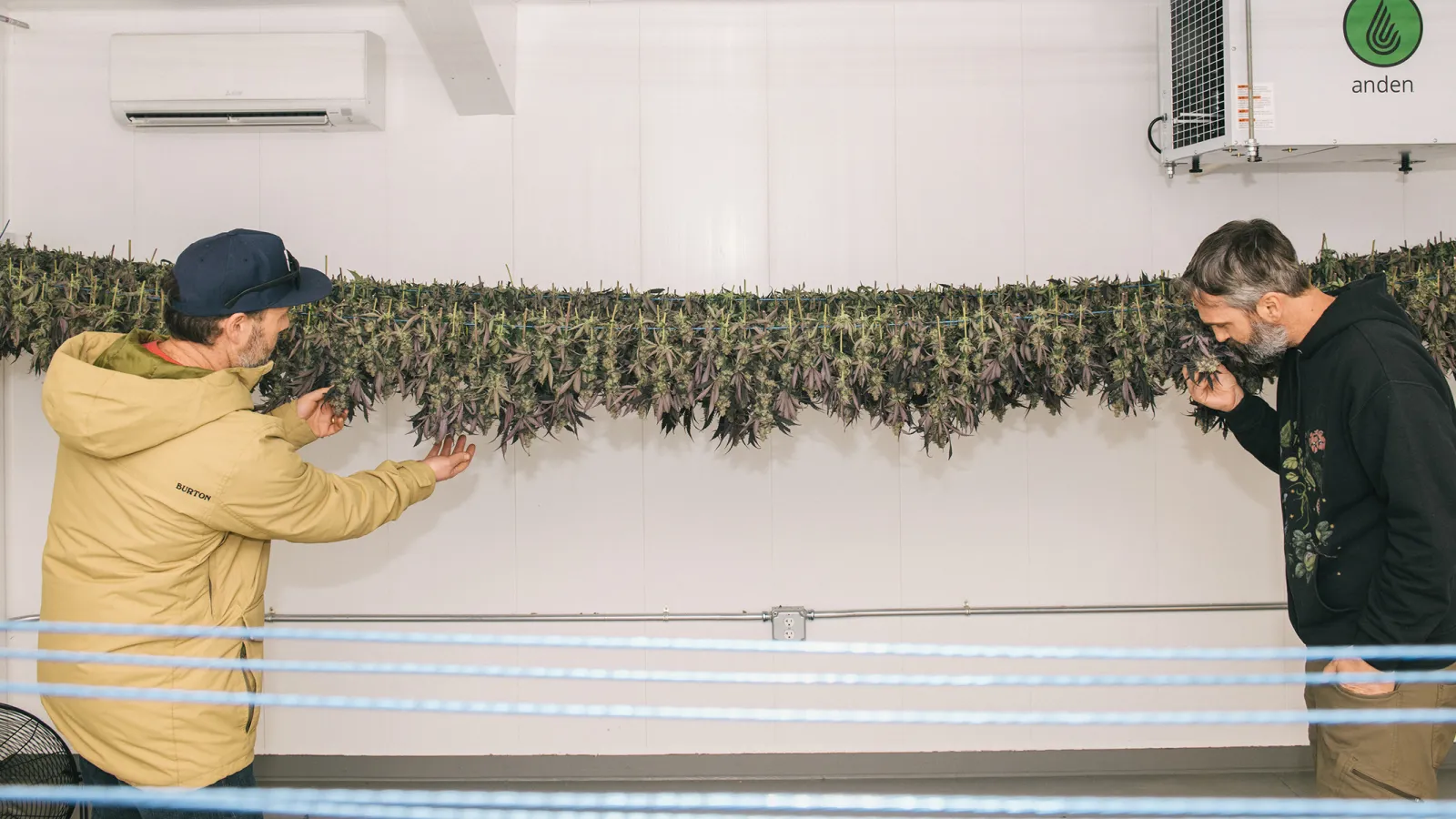 Wood Wide growers inspecting drying flower