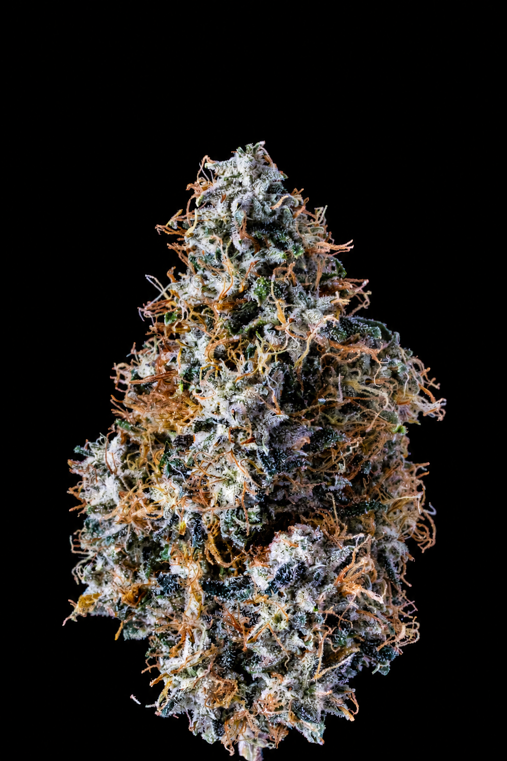 Fire OG flower — temporary black-background copy