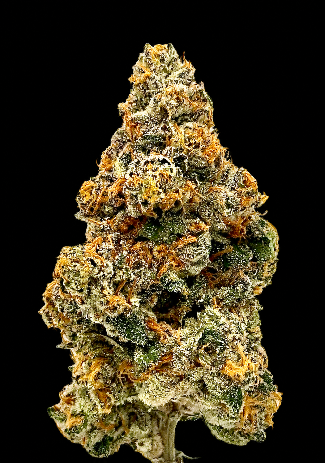 Biscotti flower — temporary black-background copy