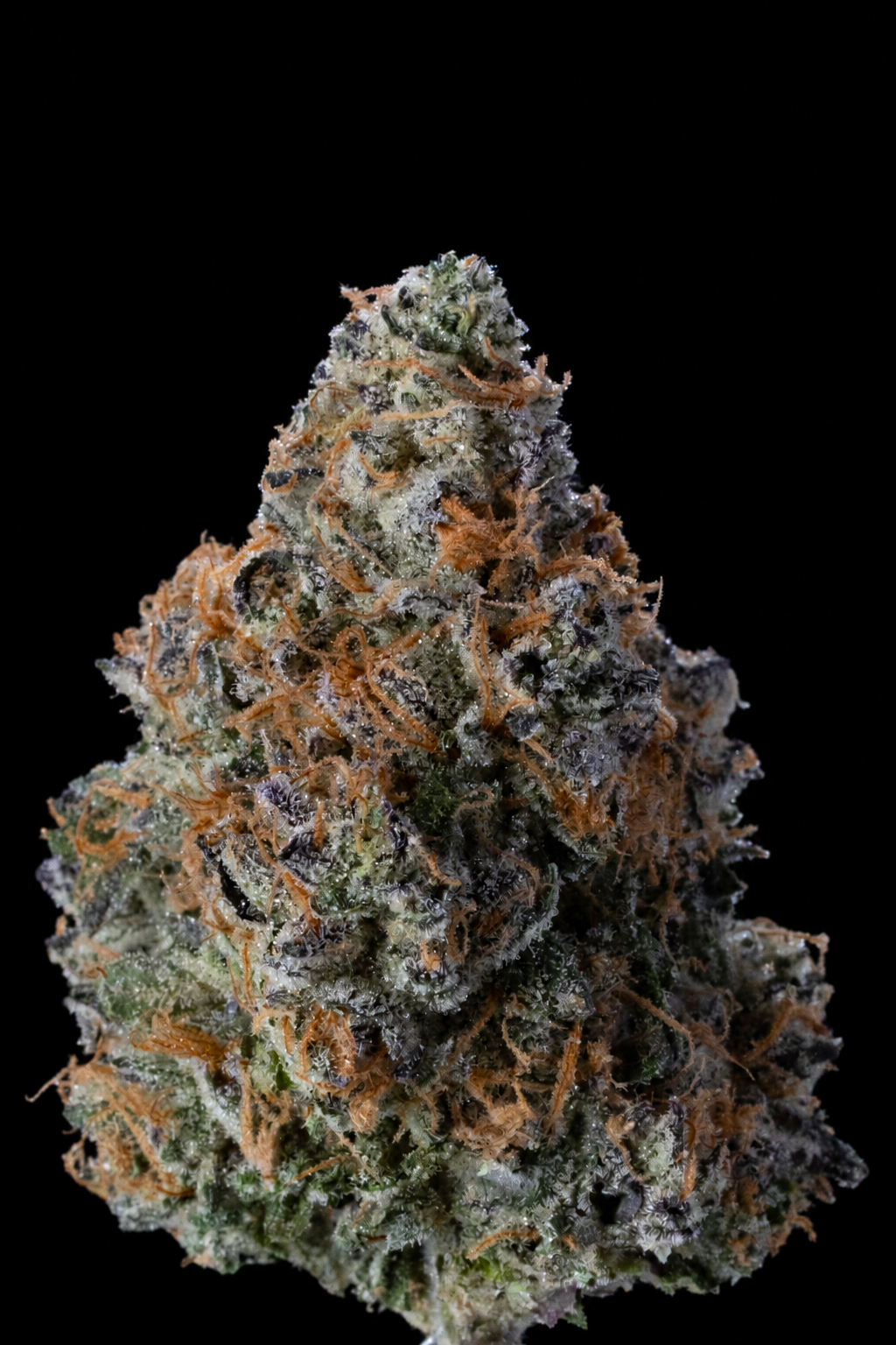 NeonZ flower — temporary black-background copy