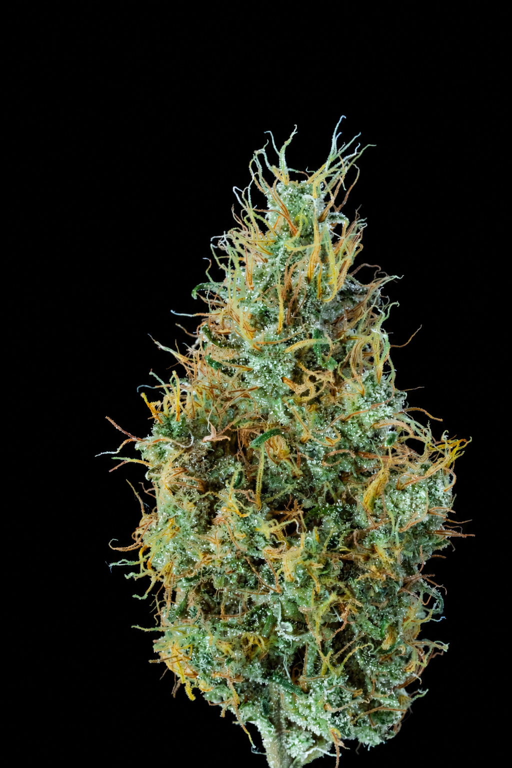 Dutch Treat flower — temporary black-background copy