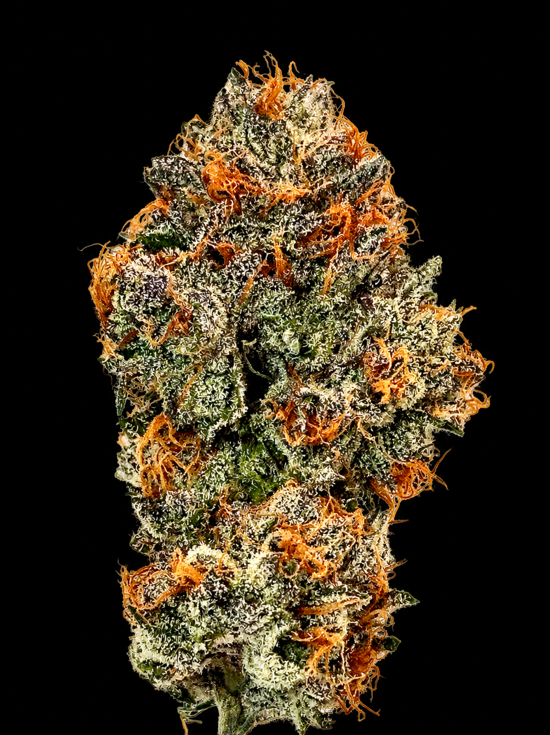 Funkyard Dog flower — temporary black-background copy