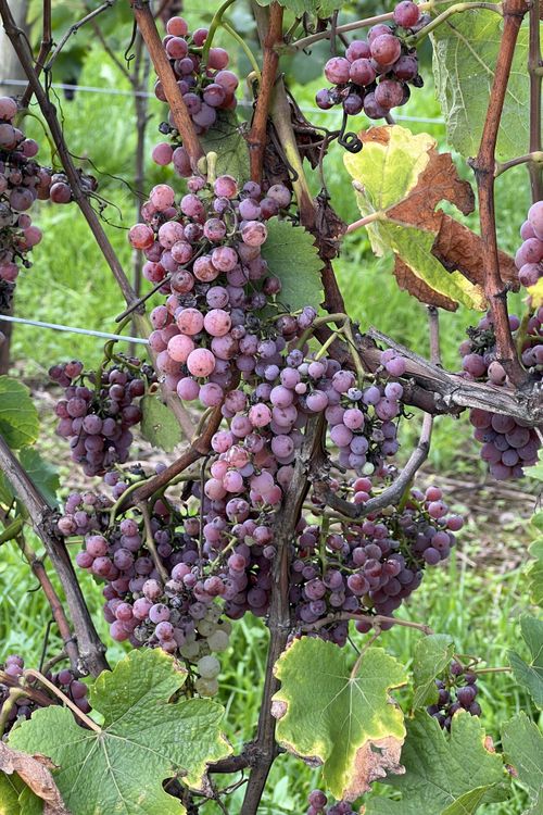 The Alsace Wine Route Planning Guide: Our Must-Visit Wineries and Tasting Tips