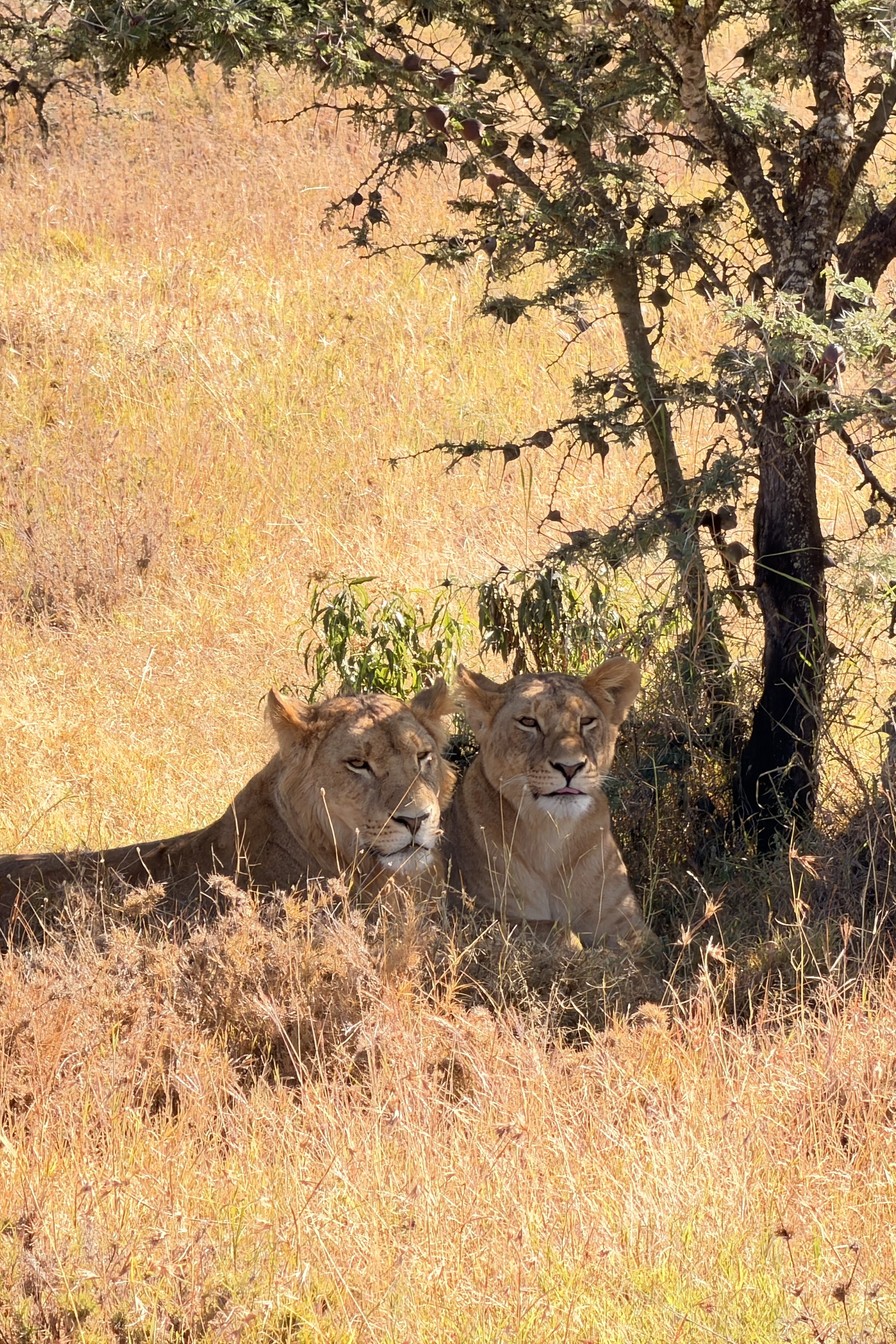 Ol Pejeta Safari Cottages: A Raw and Wild Introduction to the Bush