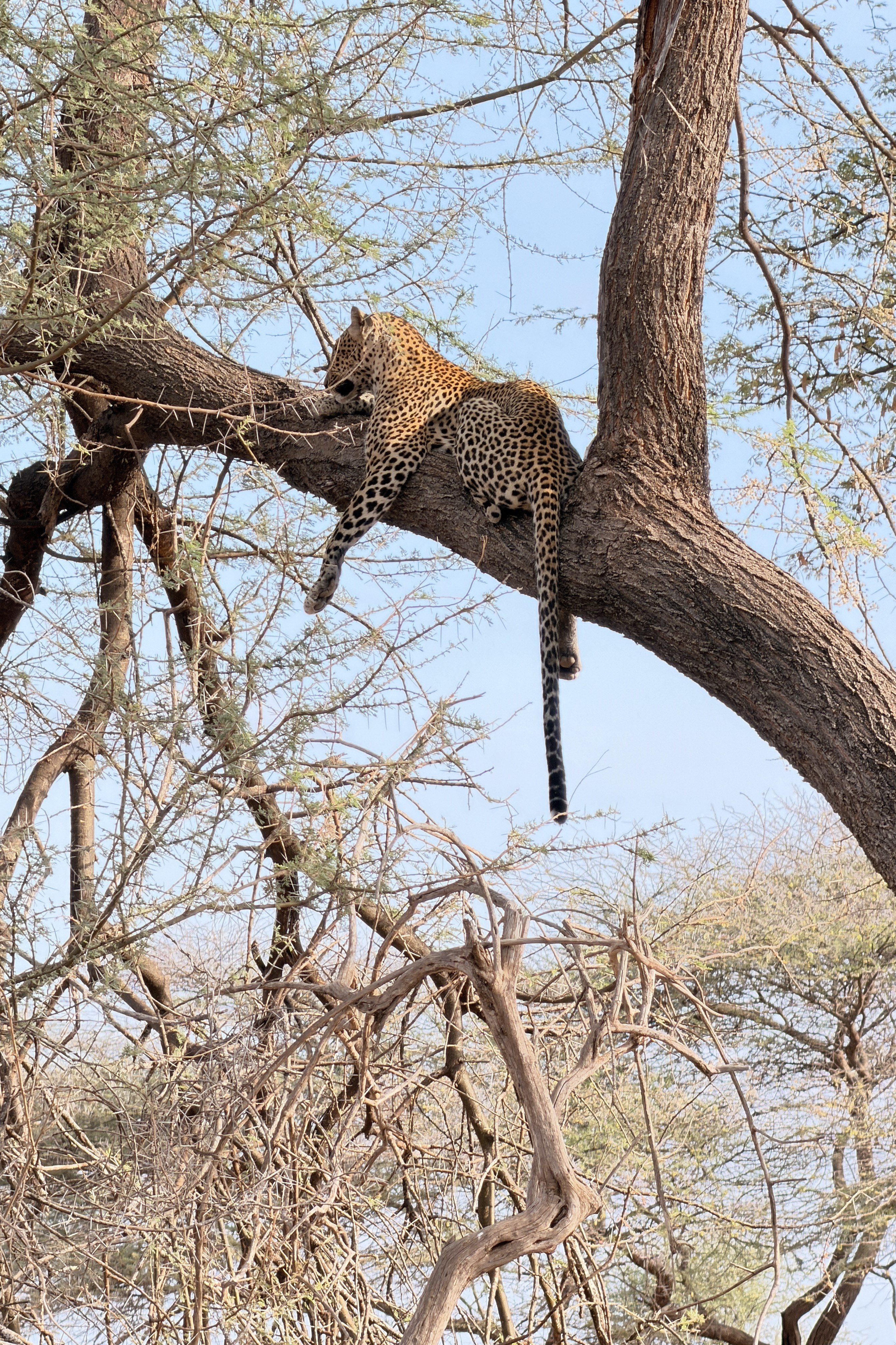 Elephant Bedroom Camp: Leopards, Legends, and the Samburu "Special Five"