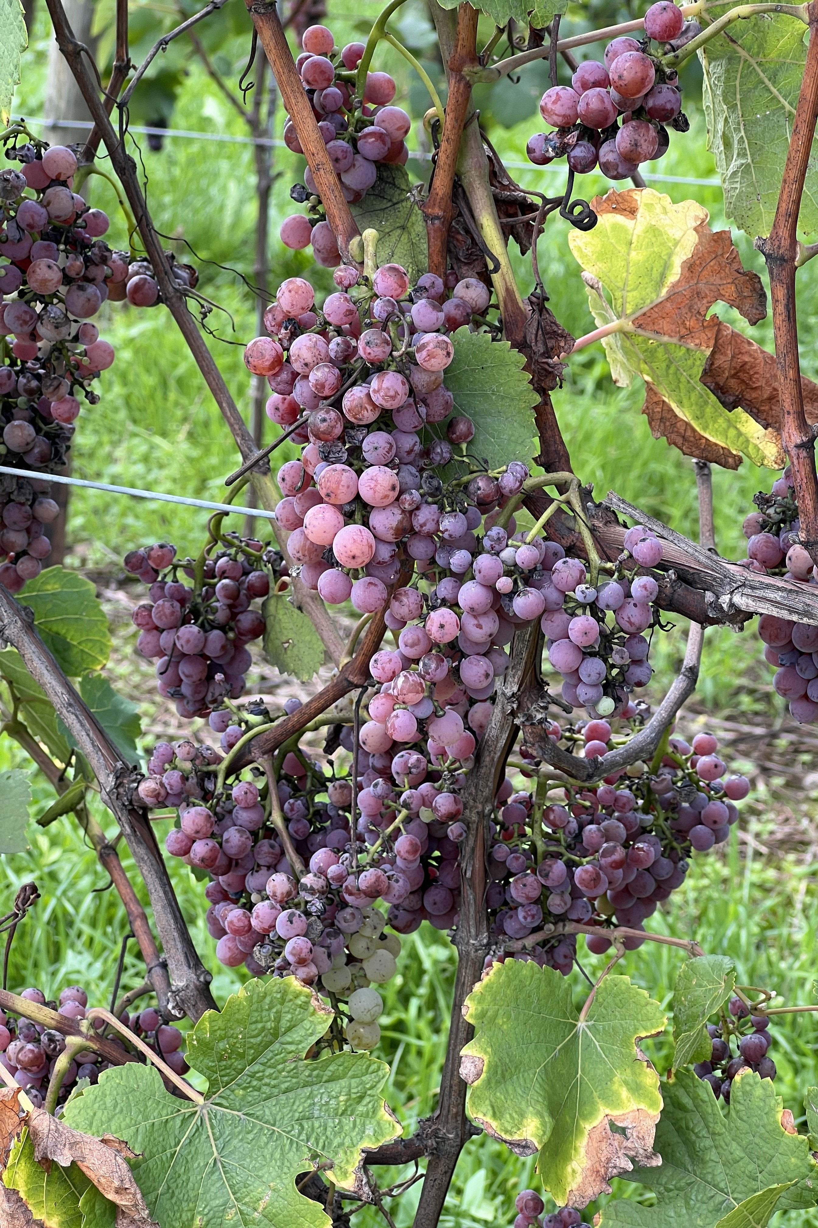 Alsace Wine Guide: A WSET Hub & Spoke Study