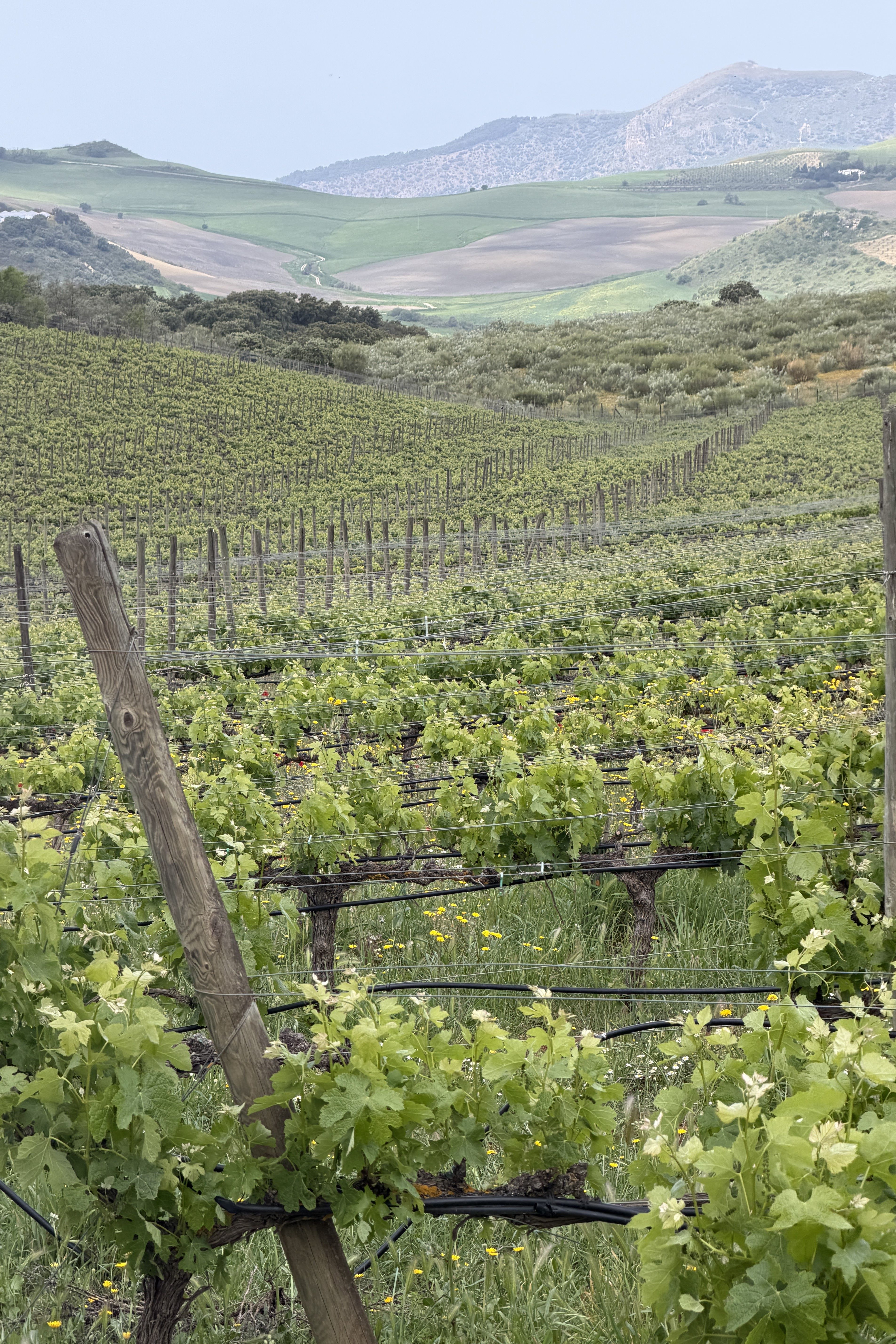 Andalusia Wine Guide: For Travelers and Wine Certification Students