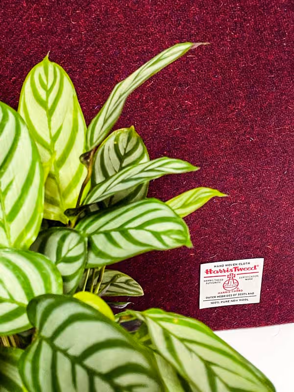 Green leafy plant in front of burgundy Harris Tweed fabric with a label indicating 100% pure new wool from the Outer Hebrides of Scotland.