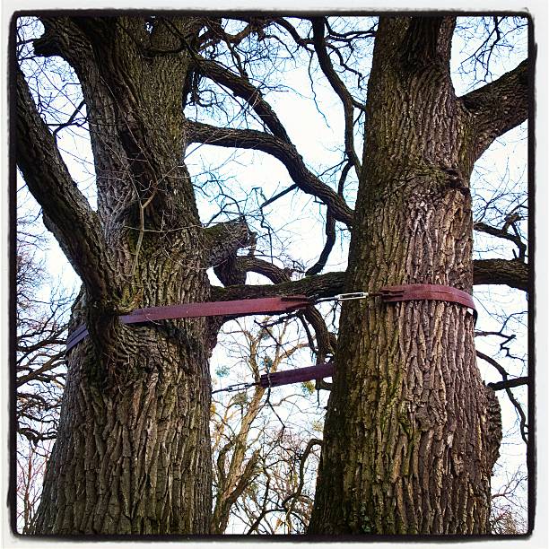 Cable braced tree