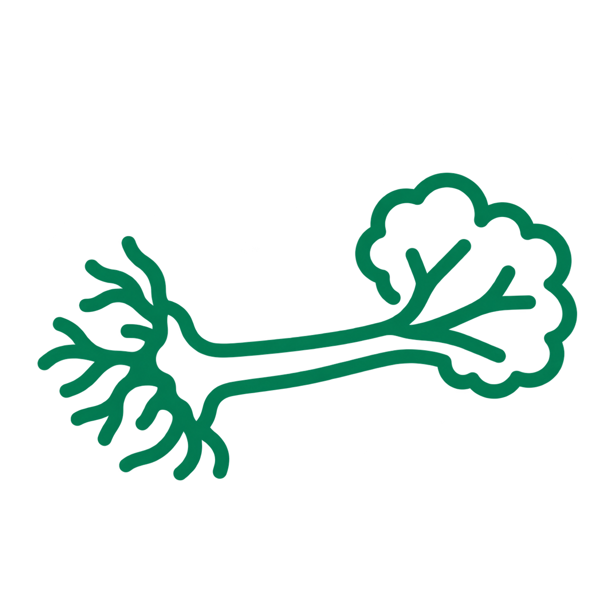 Simplified green line drawing of a plant root system with branching roots on the left and a leafy branching structure on the right.