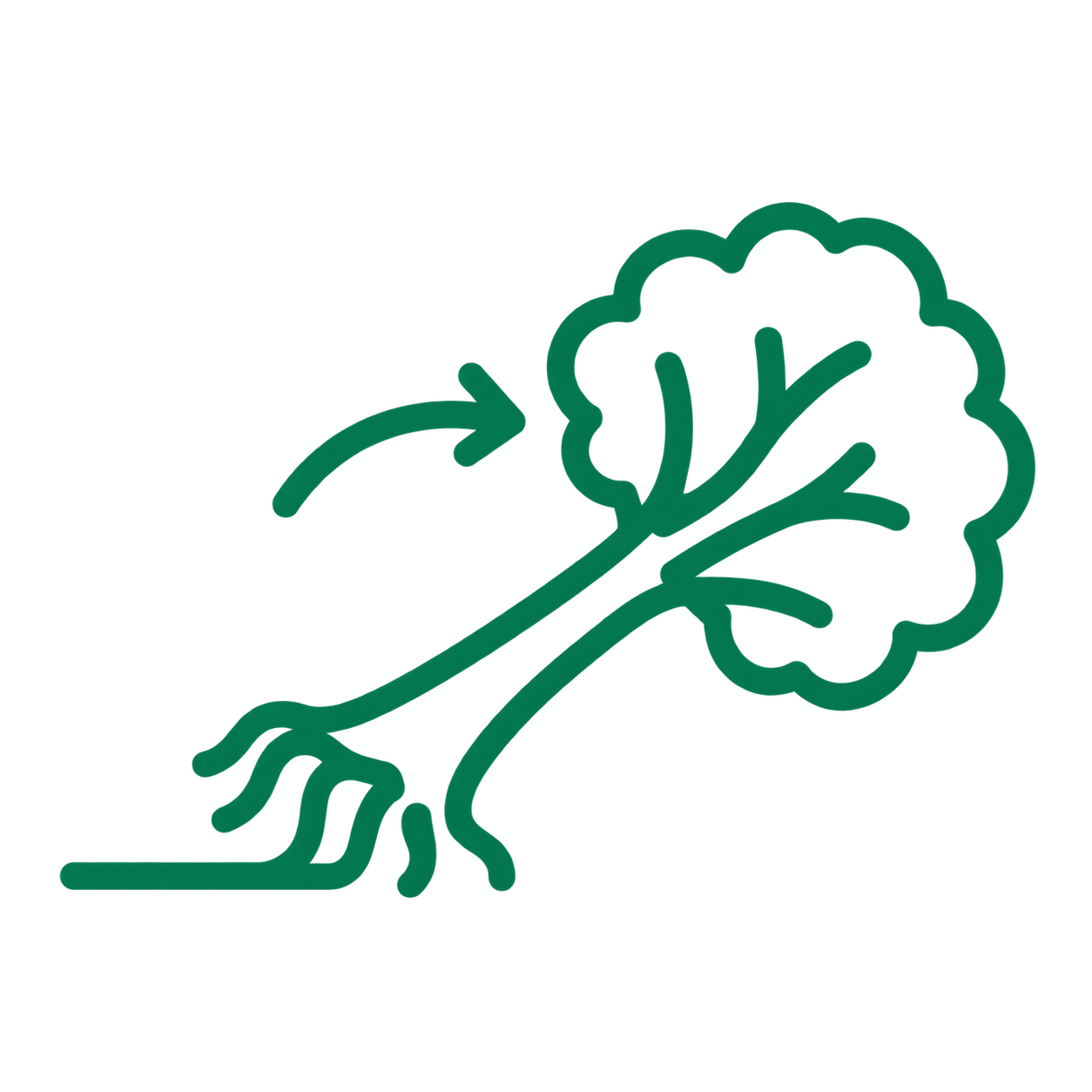 Green line drawing of a leafy vegetable with roots and an arrow pointing to it from the left.