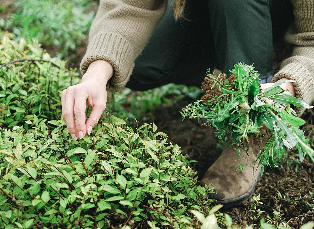 garden_maintenance