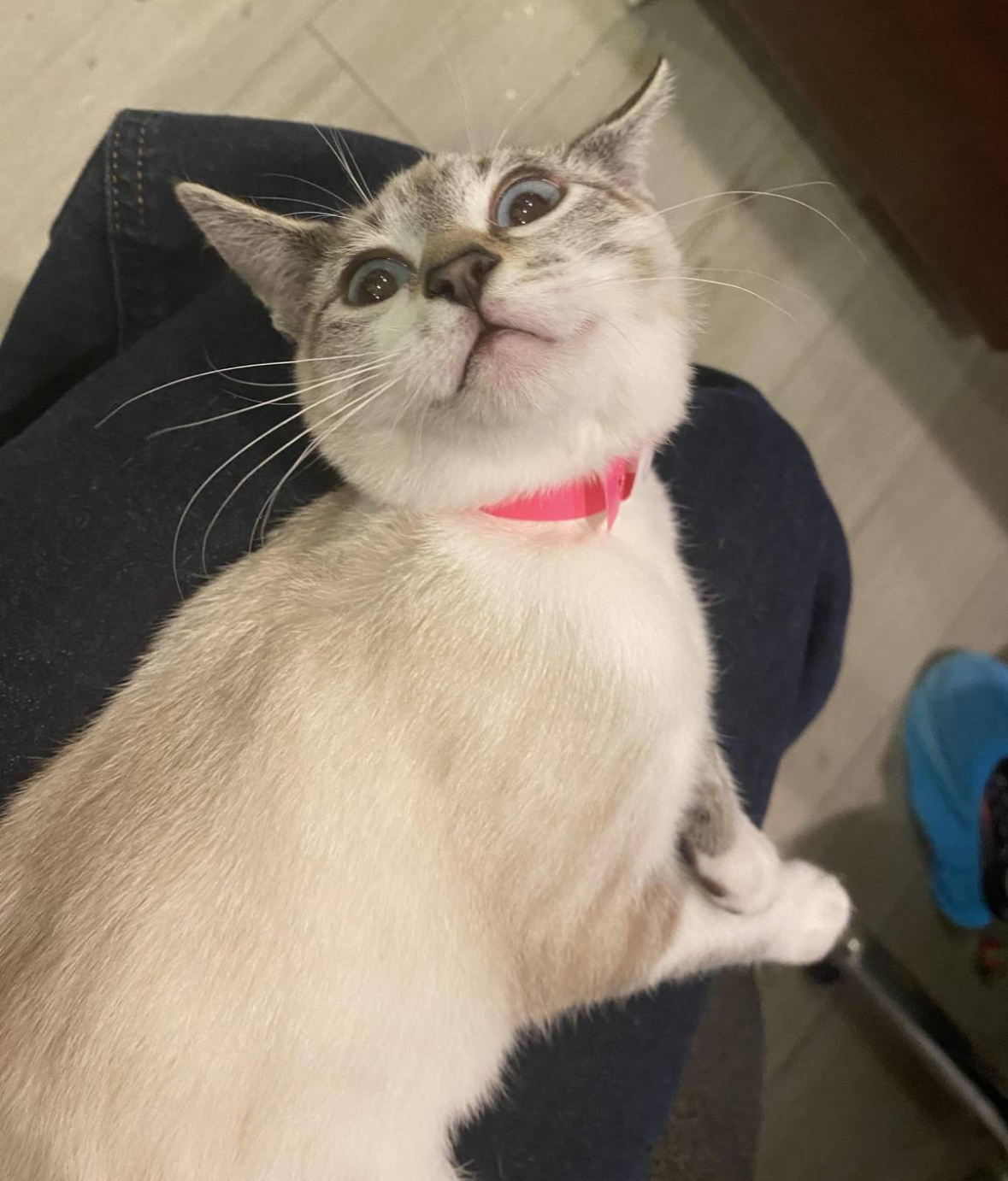 Cat looking up