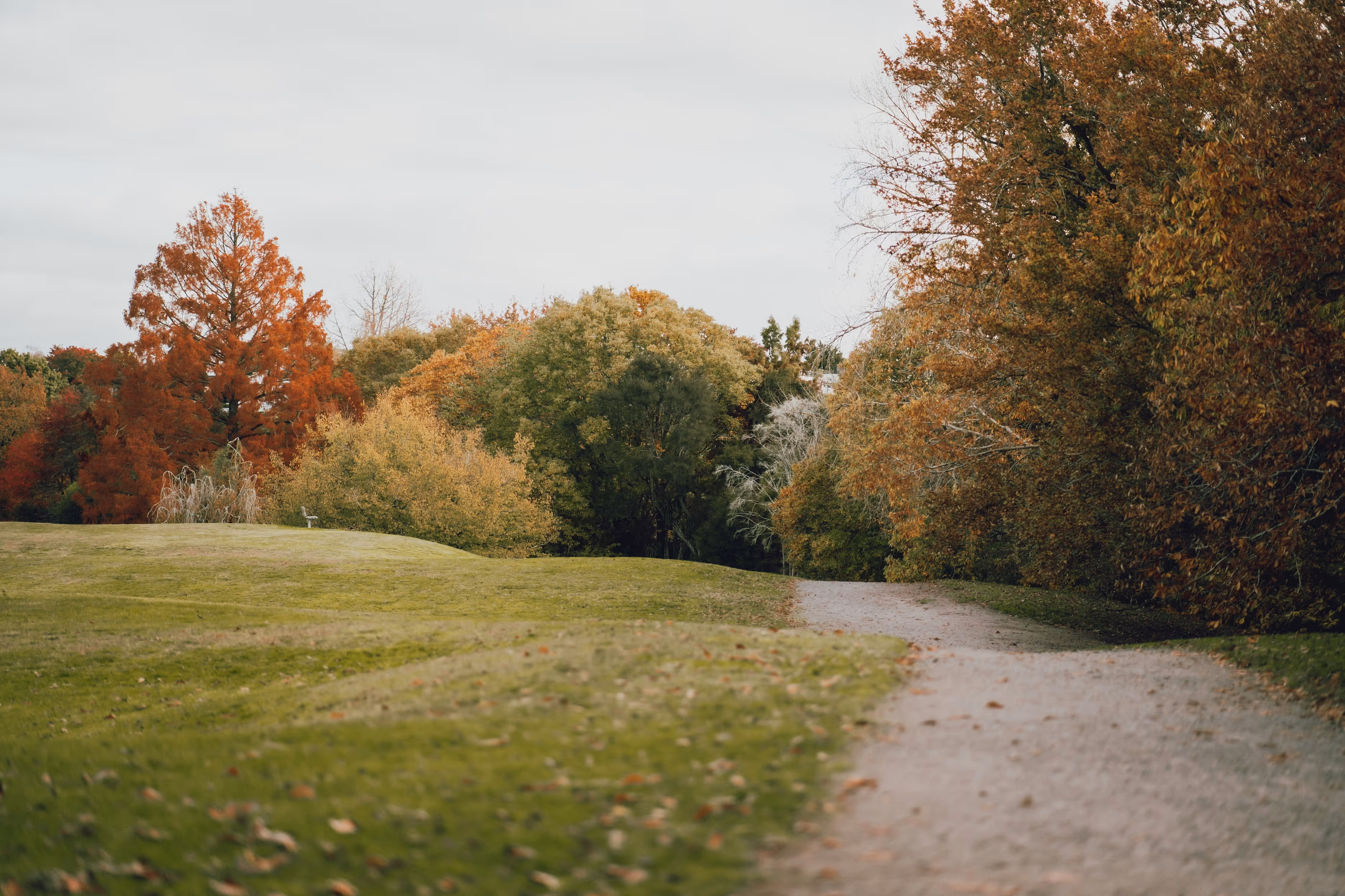 A scenic view of Te Kowhai Airpark's lush landscape, featuring a winding gravel path surrounded by vibrant autumn foliage in shades of orange and green, showcasing the serene natural beauty of the Waikato region and its aviation community lifestyle.