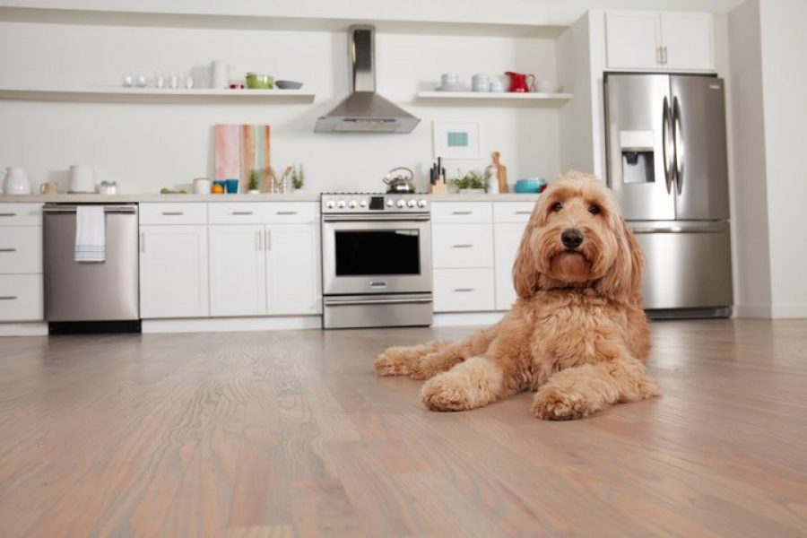 Dog lying on a wood-look kitchen floor beside white cabinets.