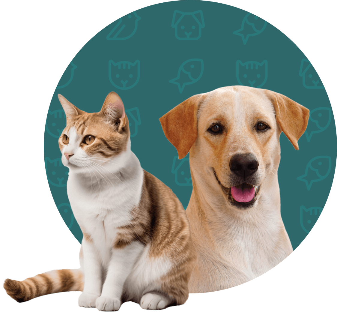 Imagem de um gato e cachorro com fundo verde
