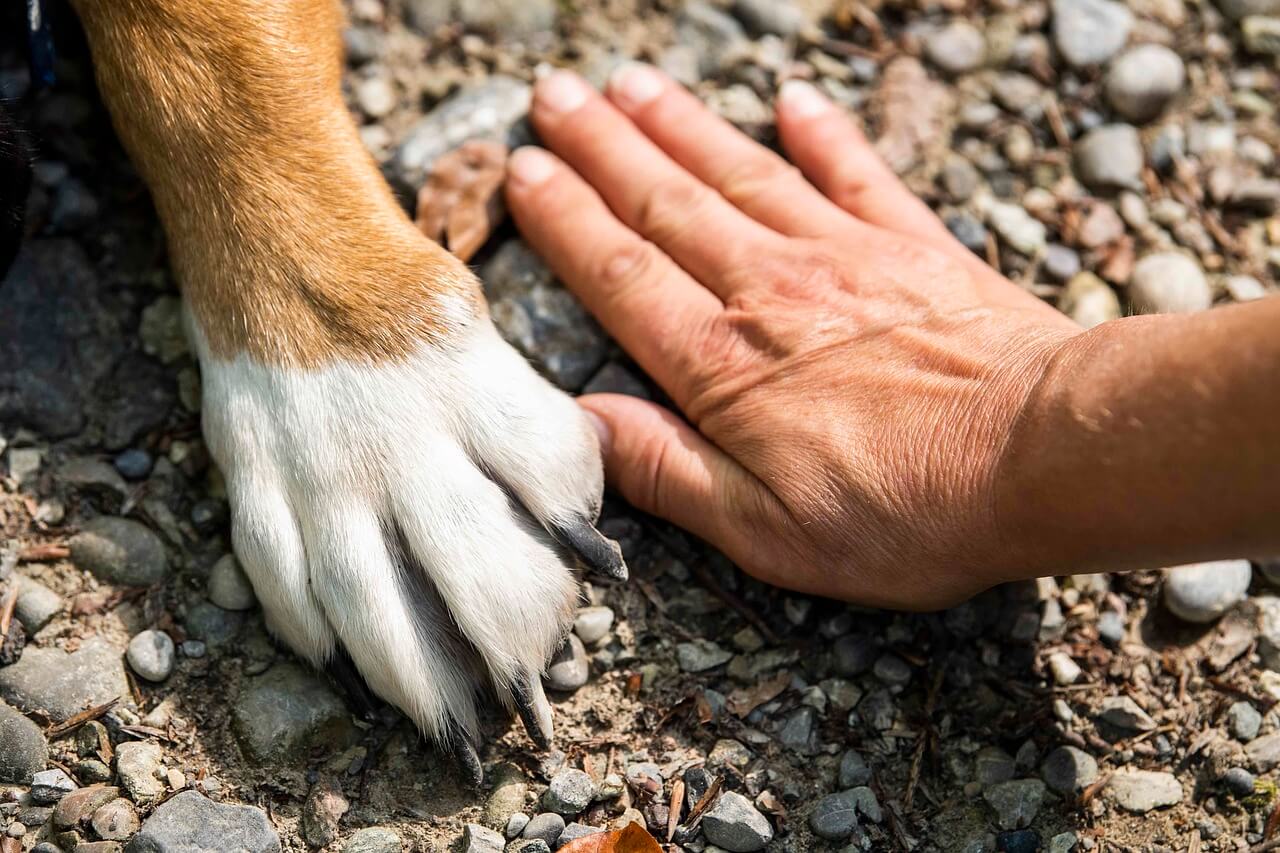 Pata do cachorro e a mão do homen tocando a terra
