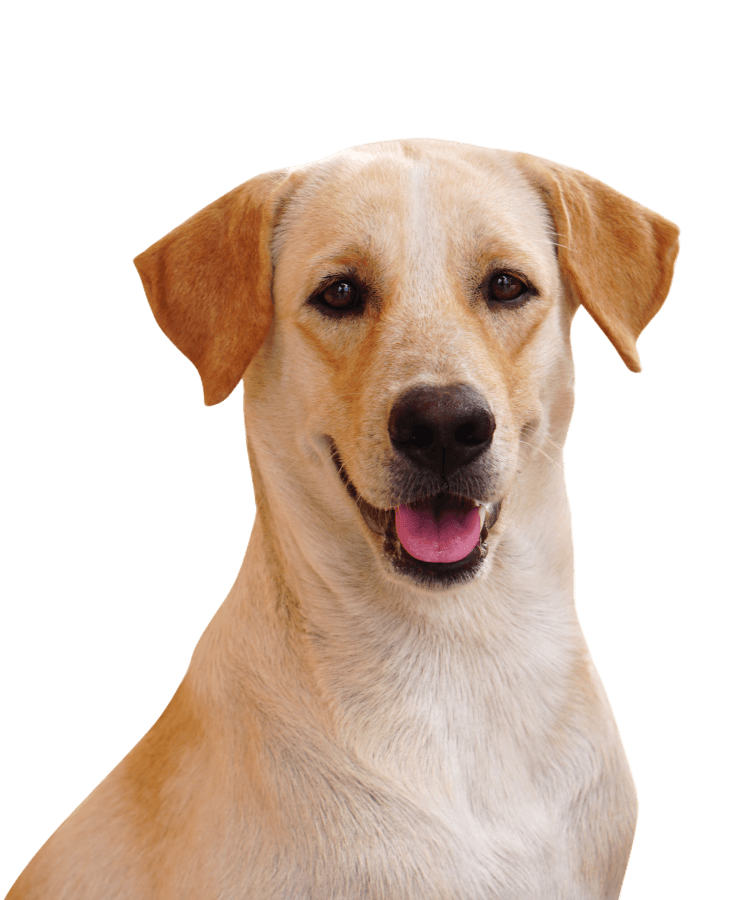 Cachorro de grande porte <a href="https://www.vecteezy.com/free-photos/vet">Vet Stock photos by Vecteezy</a>
