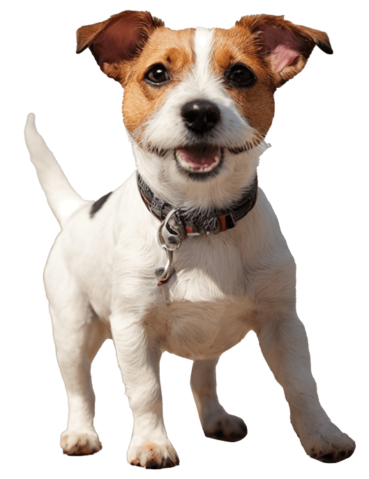Cachorro de pequeno porte
<a href="https://www.vecteezy.com/free-photos/dog">Dog Stock photos by Vecteezy</a>