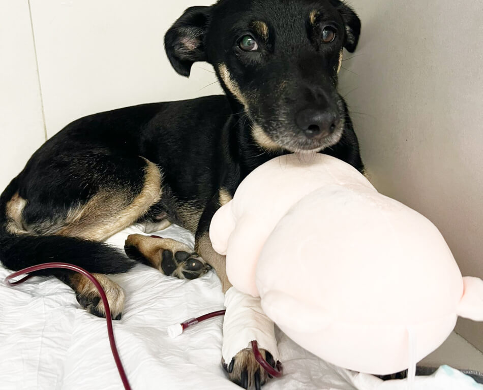 Cachorro recebendo transfusão de sangue