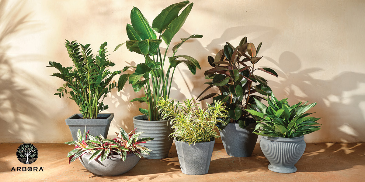 Six potted houseplants with various green foliage arranged against a beige wall on a tile floor, with the Arbora logo in the bottom left corner.