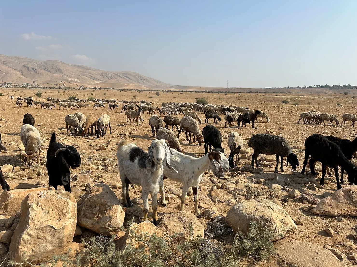 Friday Afternoon, a Shepherd is Kidnapped