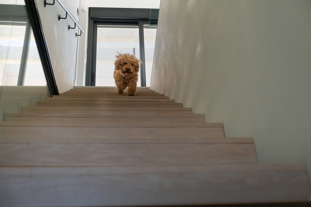 Best Timber Stair Finishes for Homes with Pets