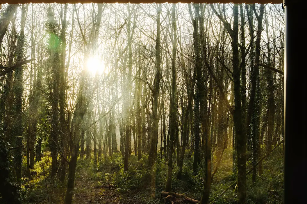 Sauna In The Woods woods at sunset