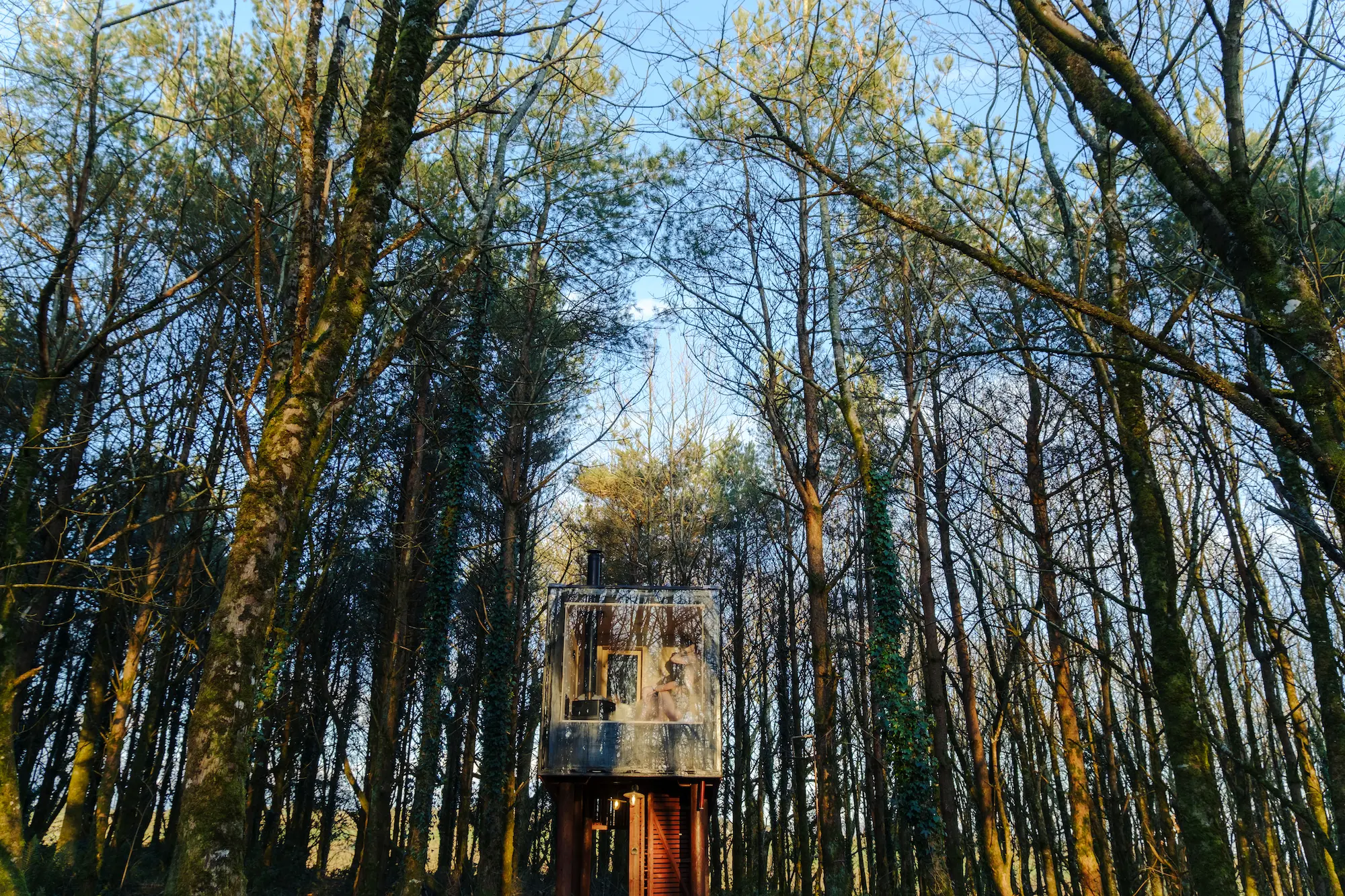 The Sauna In The Woods from afar with people in sauna and trees flanking