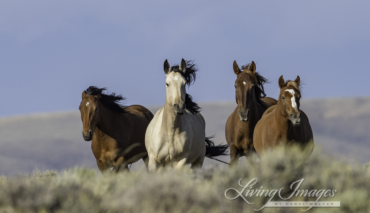 BLM Delays August 25 Wyoming Wild Horse Roundups in Wake of Court Ruling