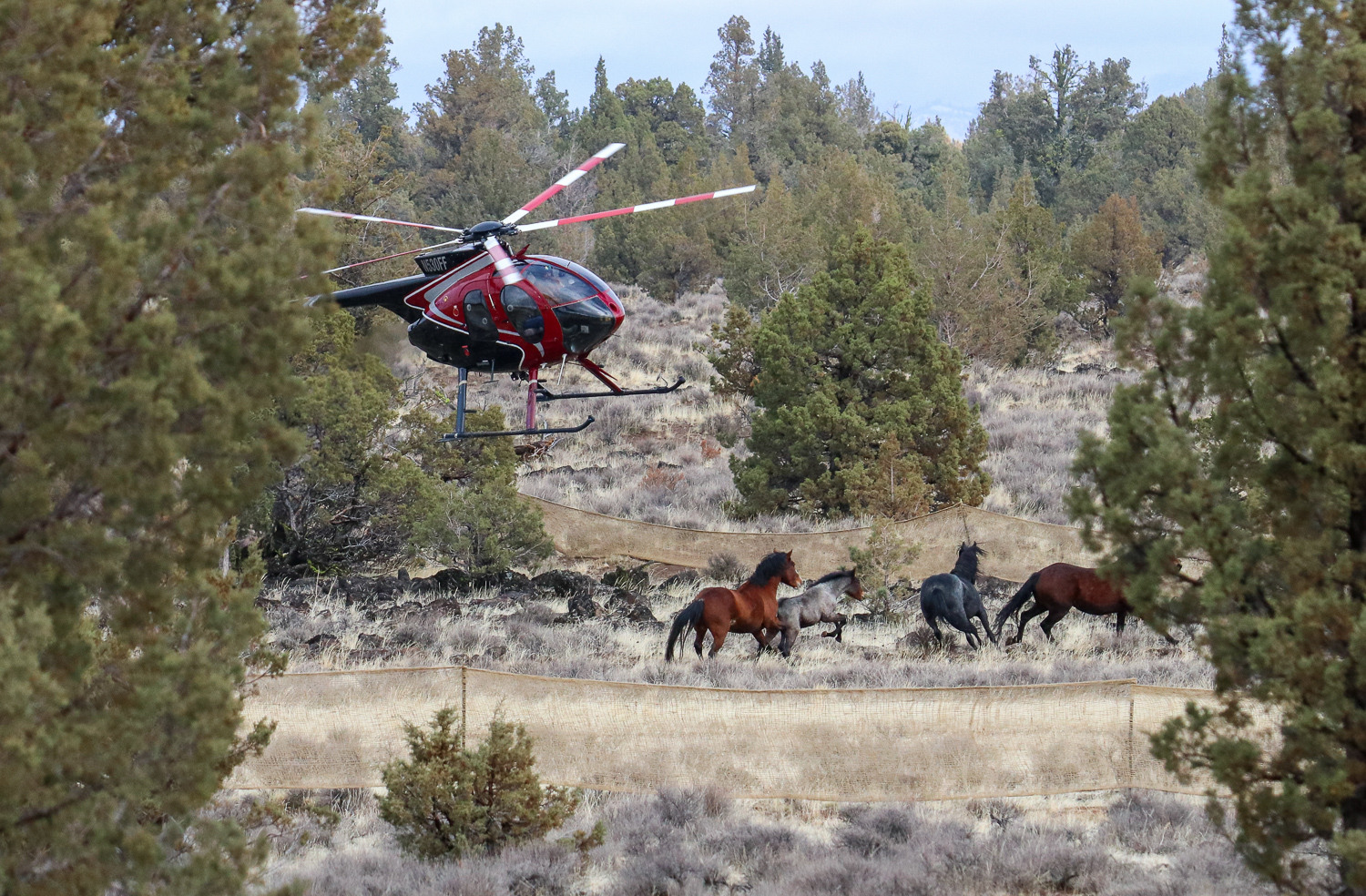 Call on the USFS to allow increased observation at the upcoming Devils Garden roundup
