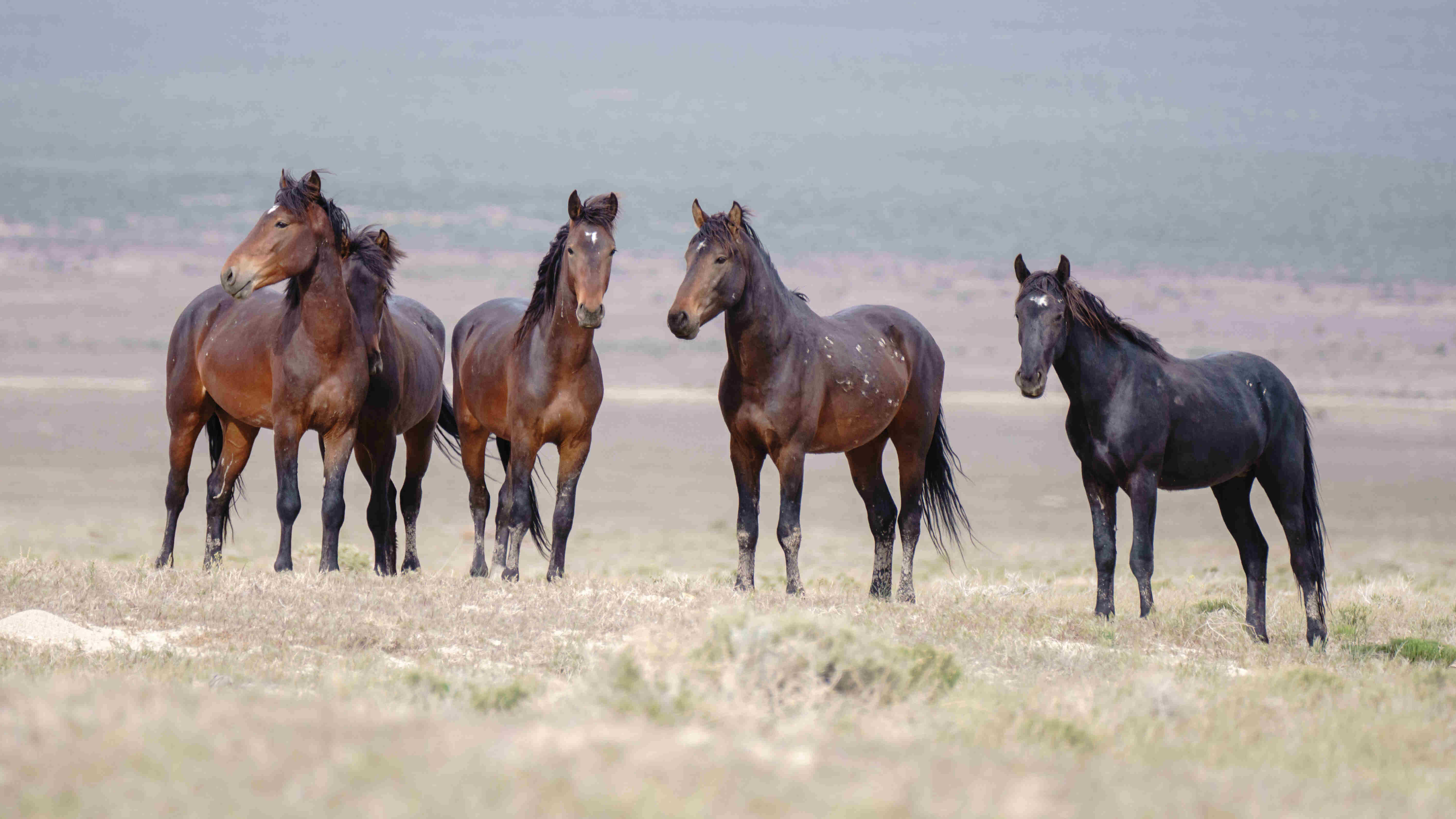 TAKE ACTION: Support the 2025 Horse Protection Platform 
