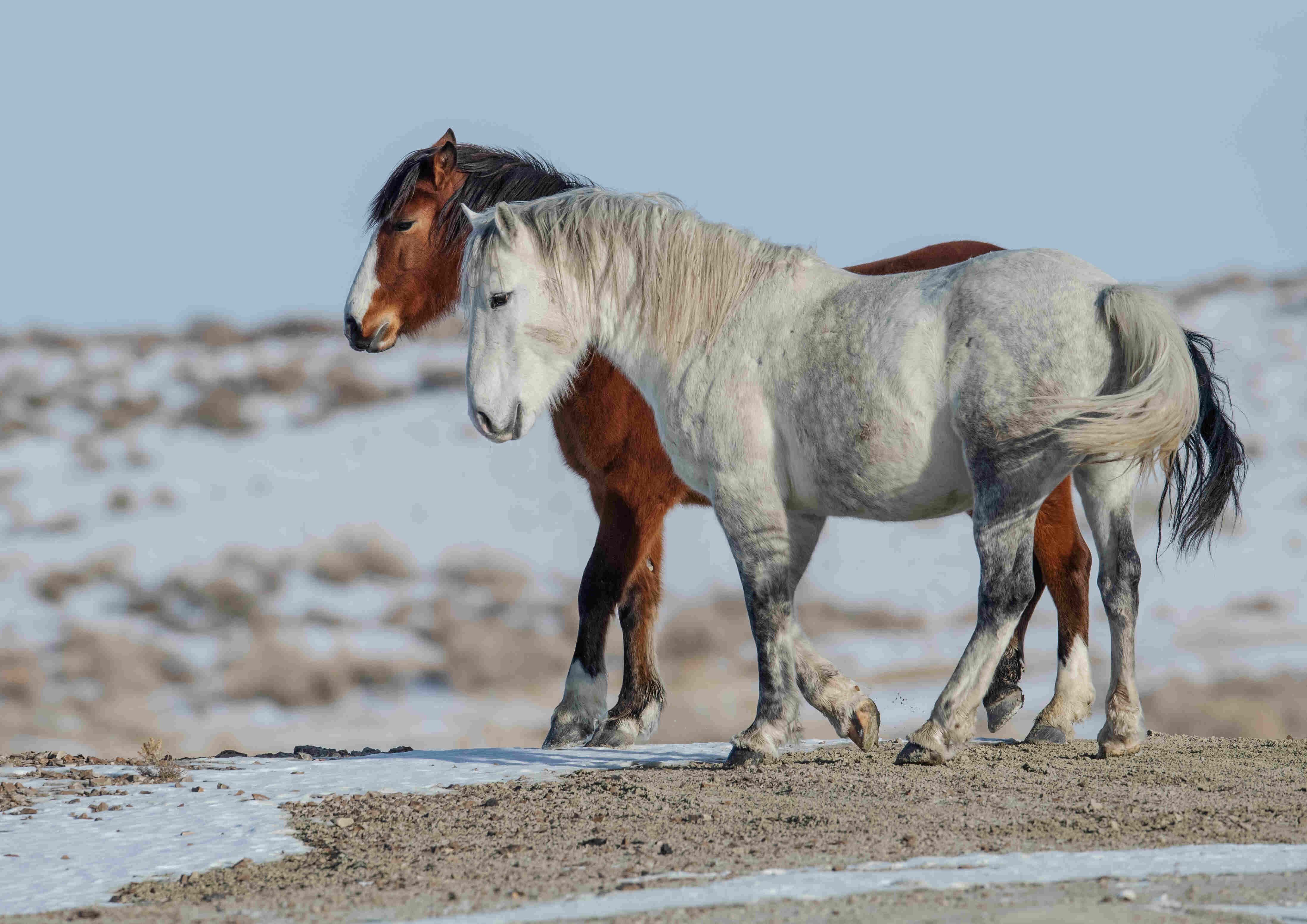 On First Day Back in Session, Congress Urged to Protect Horses