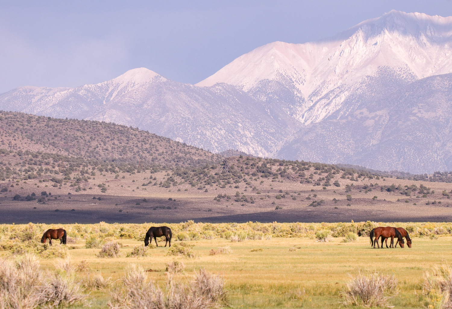 Take Action to Protect the Mono Lake Wild Horses